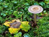 Herbstblatt neben kleinem Pilz mit braunem Kreismuster am Hut